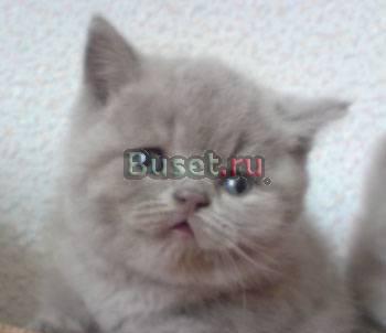 Выставка котят разных пород Москва