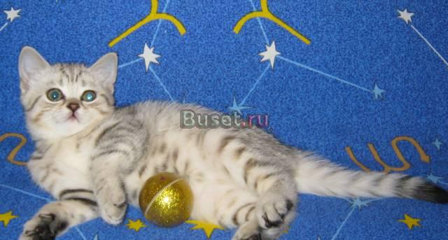 Кошечка окрас "вискас"-черное пятно на серебре Москва