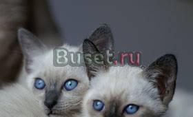 Тайских котят голубоглазых  выставке продаю Москва