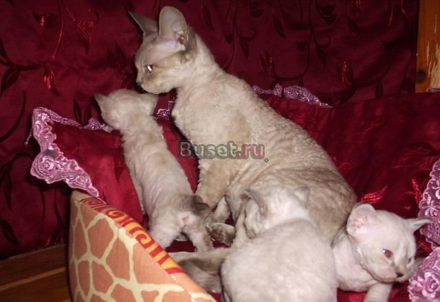 Котята Липецк