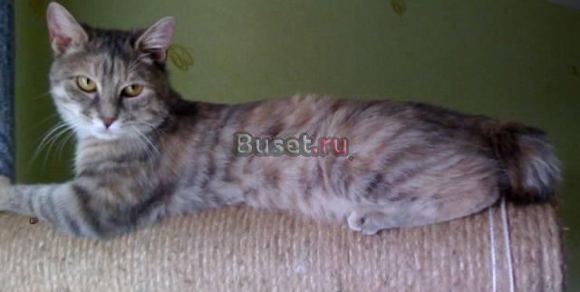 Для вязки Нижневартовск