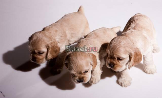 Продам щенка Амереканского коккера-спаниеля Новосибирск