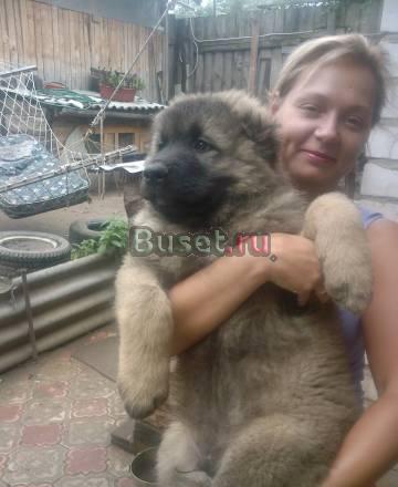 Щенки кавказской овчарки Москва