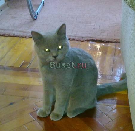 Скоттиш страйт лиловая девочка Москва