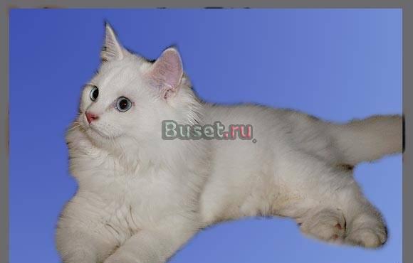 Сибирские котята Москва