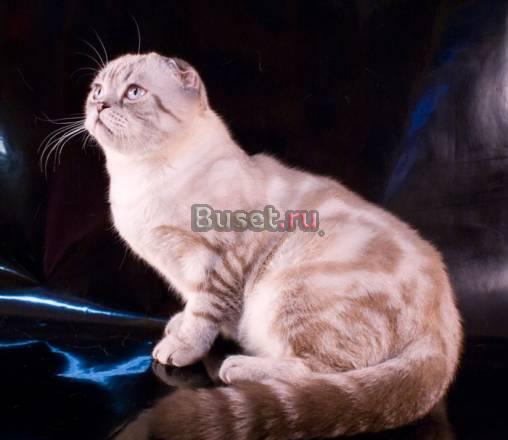 Кот шотландский вислоухий- продам с правом развед Уфа