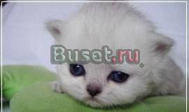 Персидские   и экзотические серебристые шиншиллы Москва