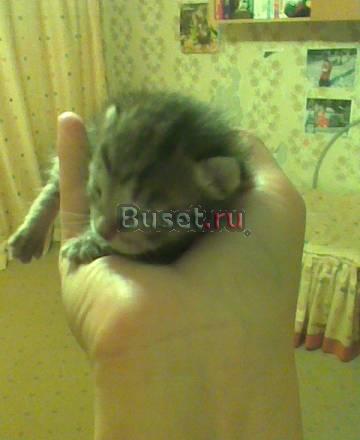 Продам котят Красноярск