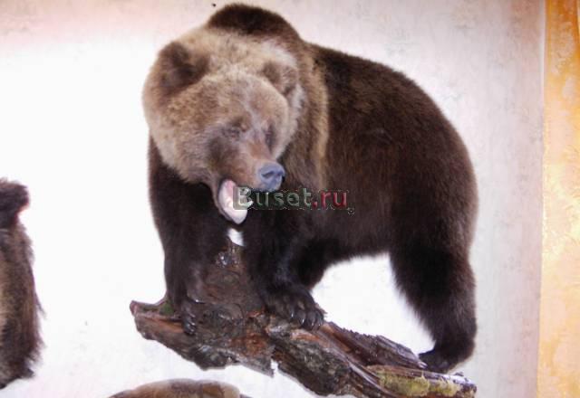 Чучело медведя. Таксидермия Санкт-Петербург