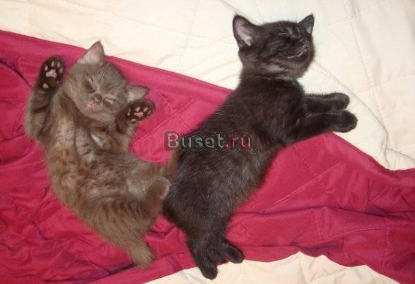 Британские котята шоу класса Москва
