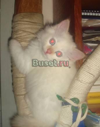 Невские Маскарадные котята Самара