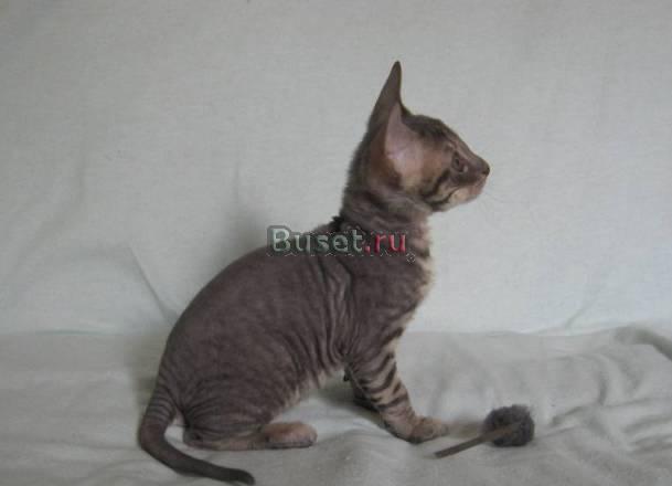 Котята корниш-рекс 4 мес Москва