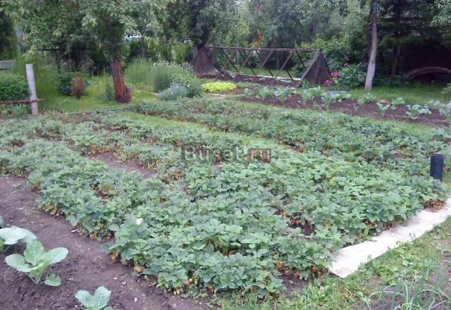 Садовый участок 4,3 сот. в СНТ "Дружба". Новоряз.ш Воскресенск