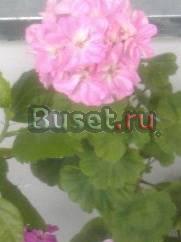 Герань розовая Москва