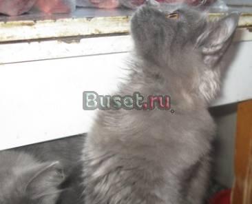 Замечательные котята Москва