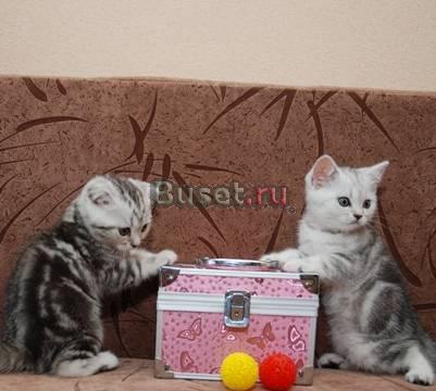 Шотландские  прямоухие котята медвежьего типа Москва