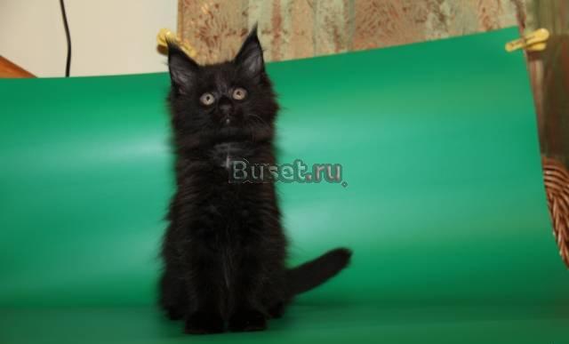 Продажа котят Мейн кунов Москва