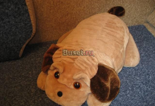 Собака Санкт-Петербург