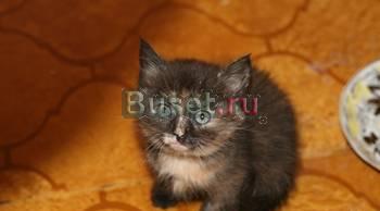 Подарю  котенка от шотландского кота Москва