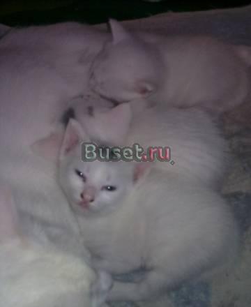 Отдам в добрые руки трех шахтеров Москва