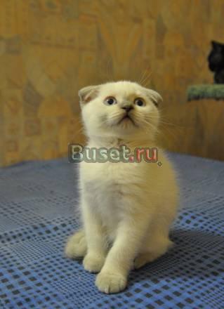 Продаются котята Санкт-Петербург
