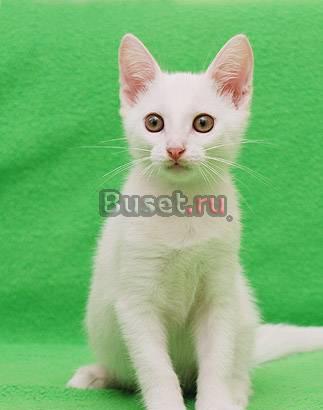 Отдам двух чудесных белых котят Москва