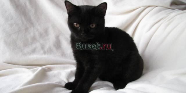 Черная кошка Москва