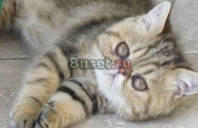 Котенок экзотический, девочка Санкт-Петербург