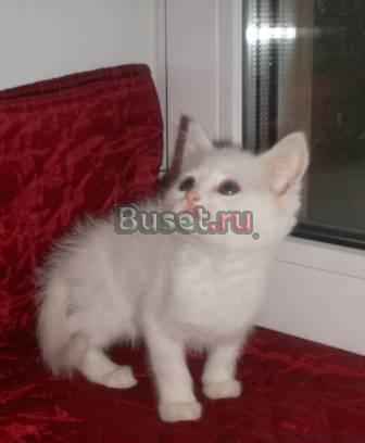 Плюшевые котята Москва