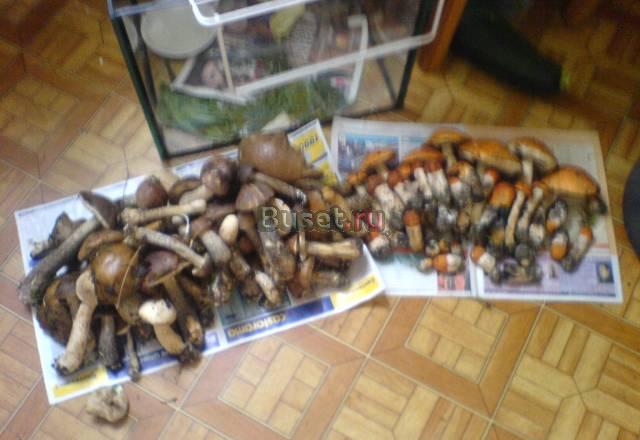 Свежая черноплодная рябина, свежие грибы Санкт-Петербург