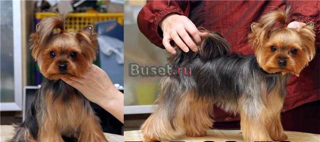 Стржка собак. выезд на дом. спб. 715-32-72 Санкт-Петербург