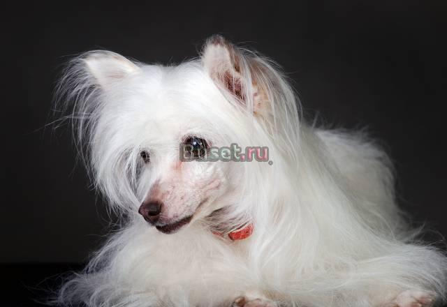 Стрижка собак  недорого Санкт-Петербург