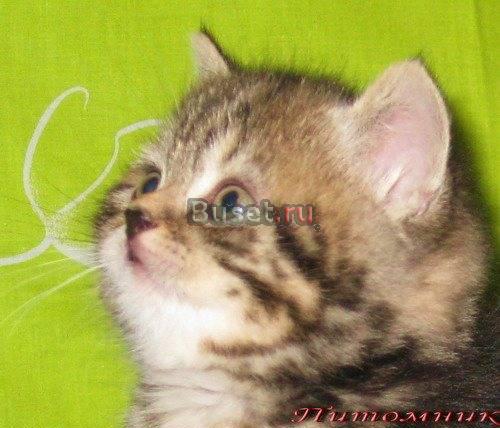 Британские мраморные котята из vivian Москва