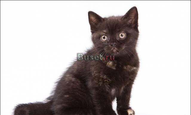 Британские котята plush CATxRU Москва