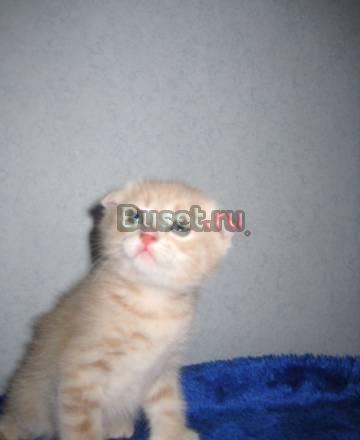 Вислоухий рыжий озорник Москва