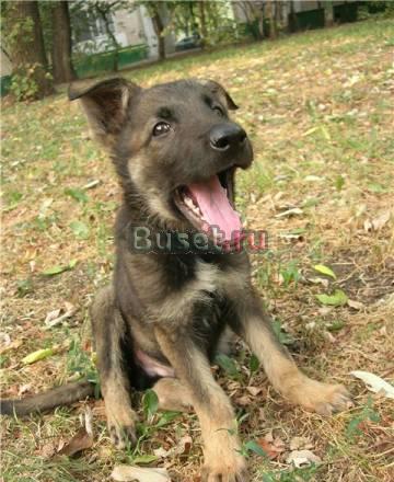 В дар умный веселый щенок Хати Москва