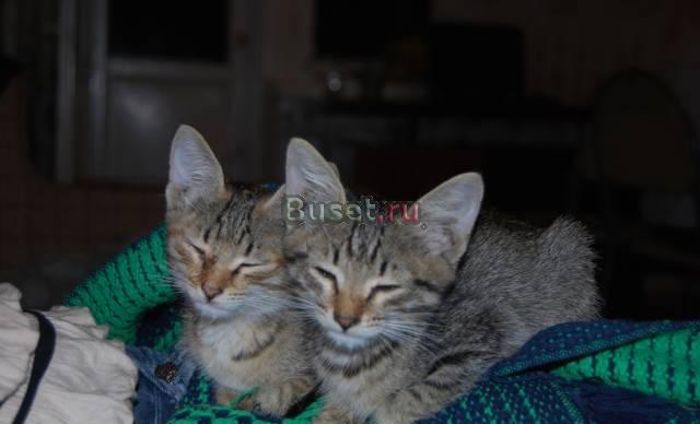 Отдам в добрые руки ласковых и воспитанных котят Саратов