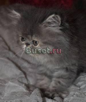 Персидская кошечка Ханна Москва