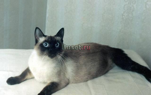 Требуется Тайский кот для вязки Самара