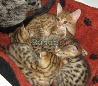 Очаровательны Саванна котята Казань
