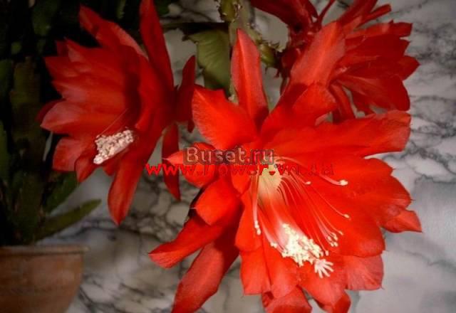 Ветровка Москва