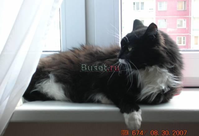 Отдам кота в хорошие заботливые руки Москва
