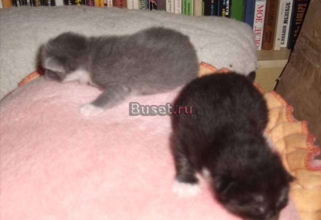 Чудесные котята Москва