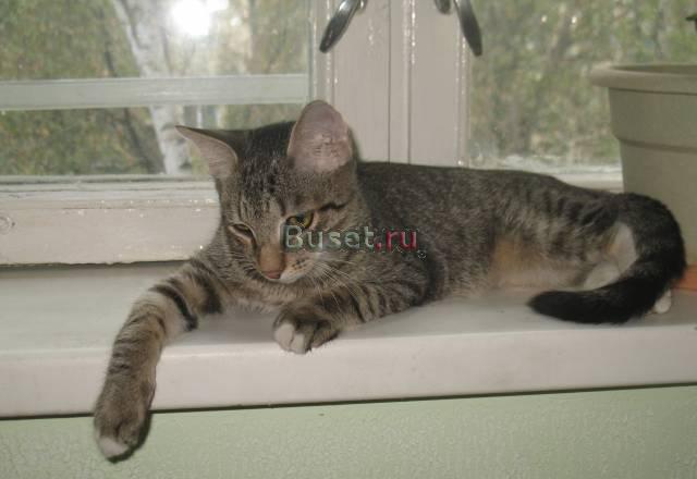 Полосатый котик Крис ищет дом Москва