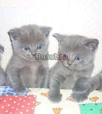 Шотландские голубые вислоухие и прямоухие котята Москва