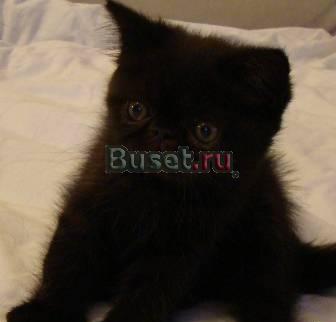 Экзотические плюшевые котята Москва