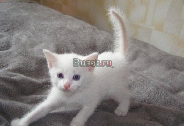Котята классической турецкой Ангоры Москва