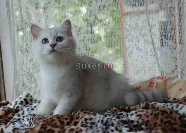 Нежный британский котенок серебристая шиншилла Москва