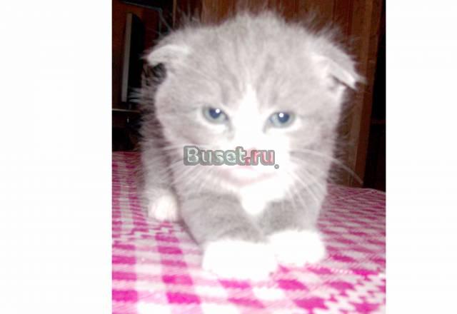 Милые котята от вислоухой кошечки Москва