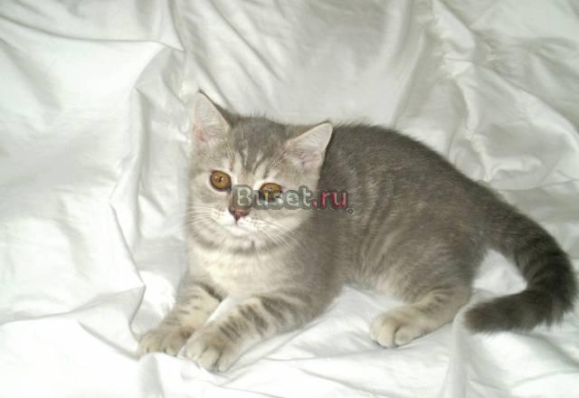 Кошечка скоттиш-страйт Санкт-Петербург